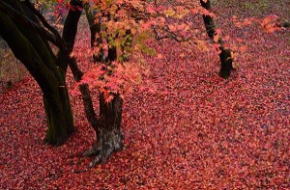 奈良県御杖村　丸山公園 紅葉